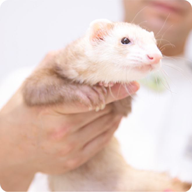 小動物診療